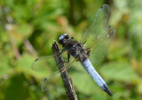 Réf. 257 919 : Libellula fulva